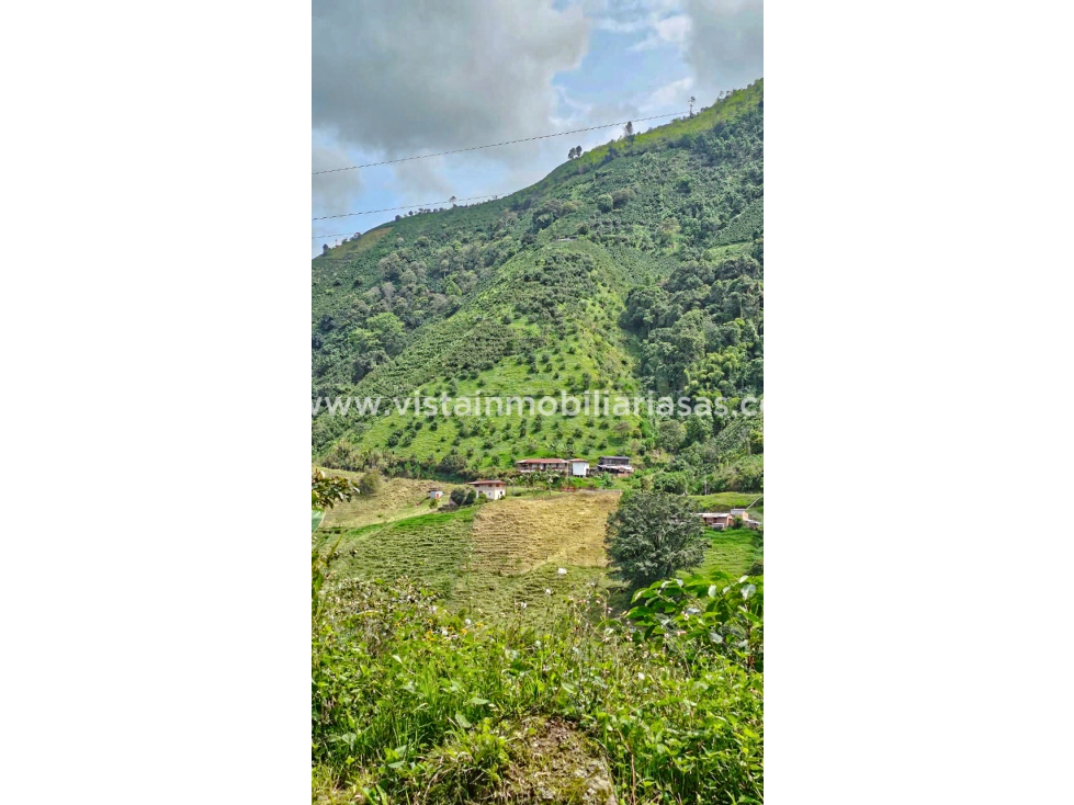 Venta Finca Vereda Llanitos, Villamaría - 6