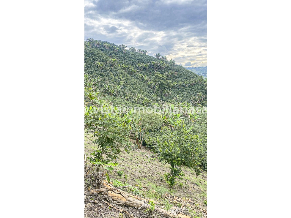 Venta Finca Chinchina, Caldas — foto 6