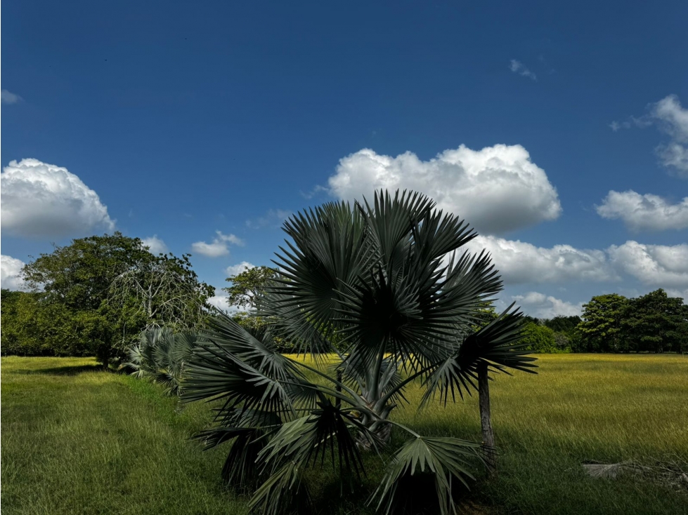 MONTERIA - CORDOBA