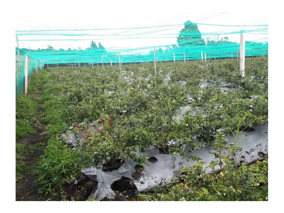 FINCA EN VENTA CON CULTIVO ARANDANOS AZUL SUBACHOQUE - 2
