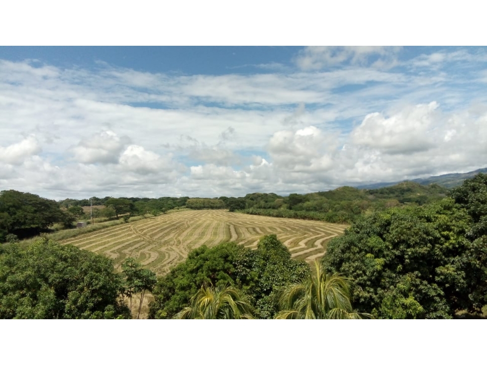 VENTA FINCA Y LOTES EN GUAYABAL TOLIMA , AGRICOLA ,CON PLANTACIONES - 2