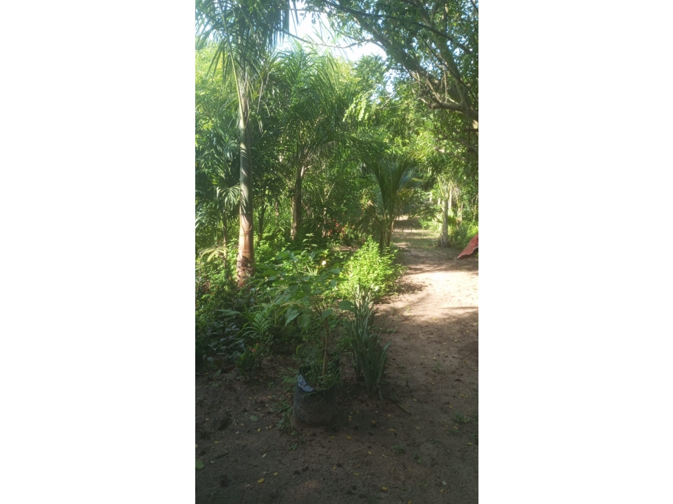 SE VENDE FINCA A PUERTA CERRADA SANTO TOMAS- POLONUEVO - 5