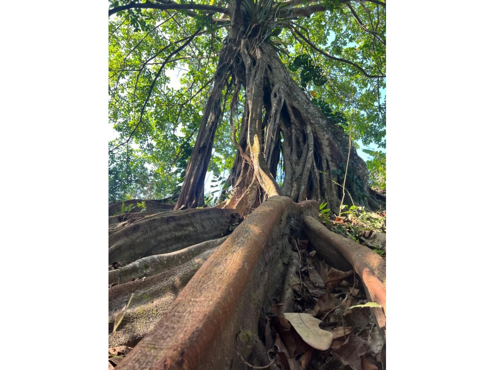 VENTA O PERMUTA PREDIO Y HOTEL FUNCIONANDO SANTA MARTA -TAYRONA - 5