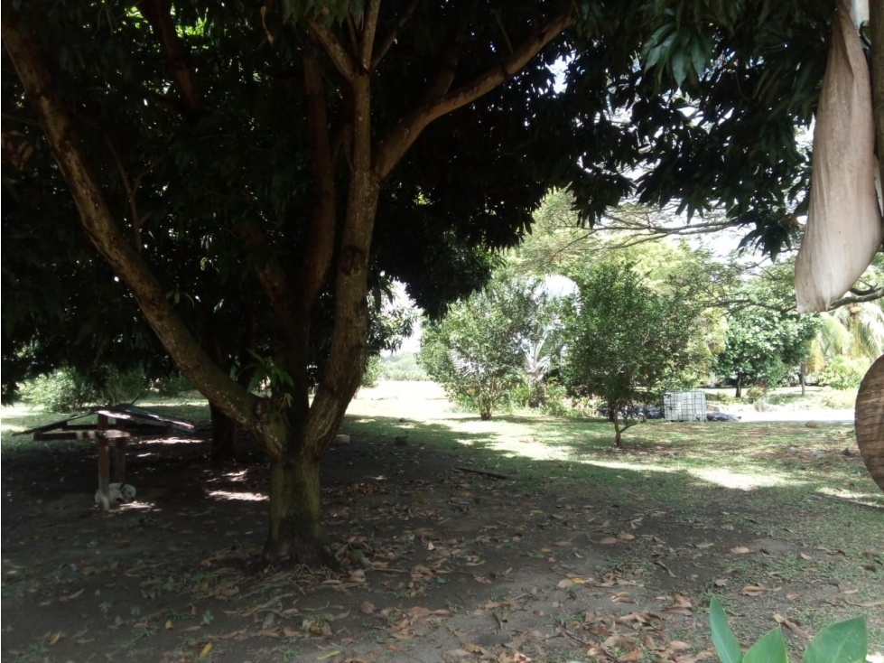 VENTA FINCA Y LOTES EN GUAYABAL TOLIMA , AGRICOLA ,CON PLANTACIONES - 3