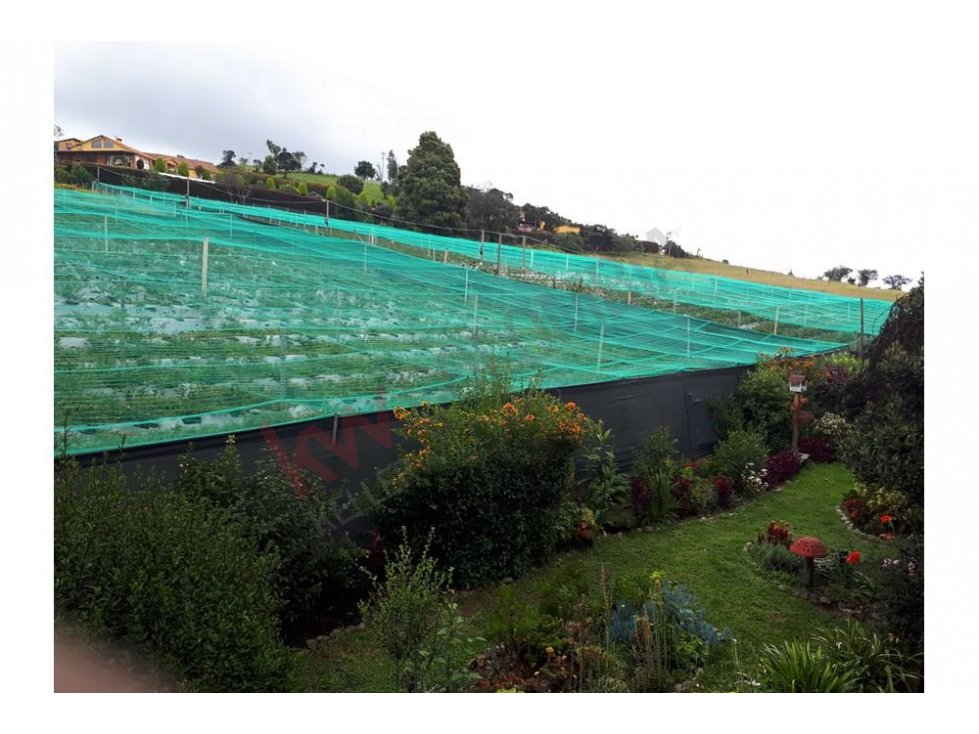 FINCA EN VENTA CON CULTIVO ARANDANOS AZUL SUBACHOQUE - 5