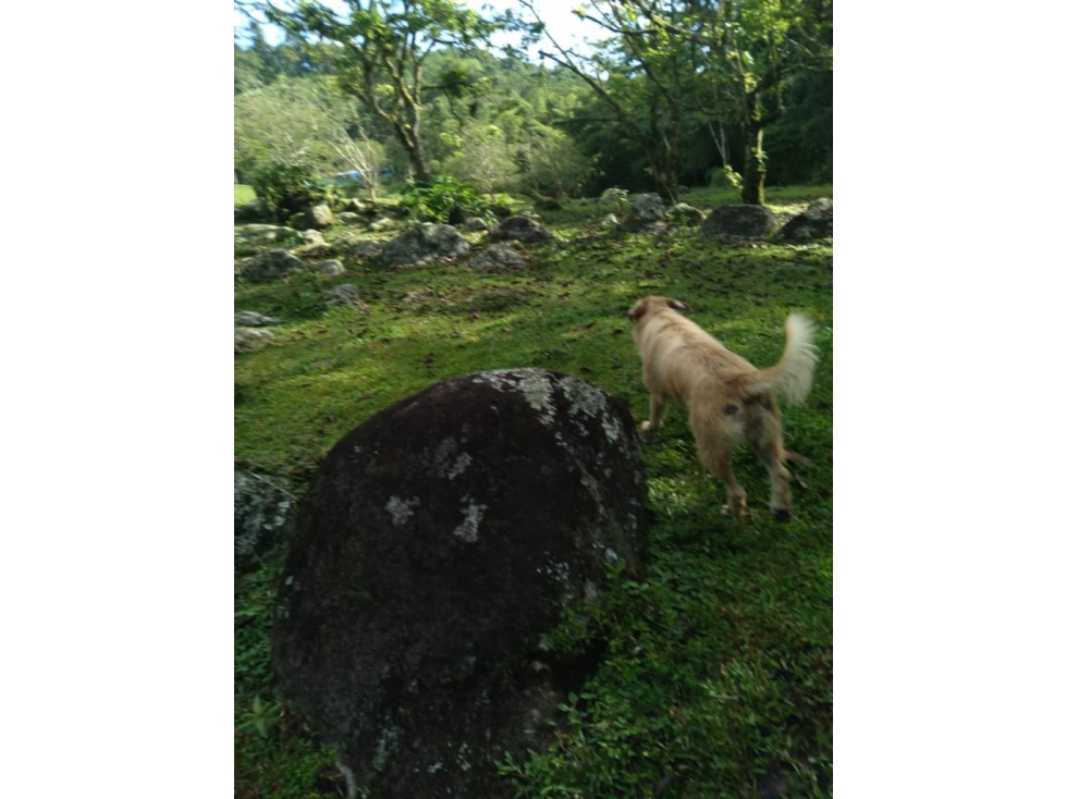 VENTA FINCA CALAMBEO iBAGUE - 5