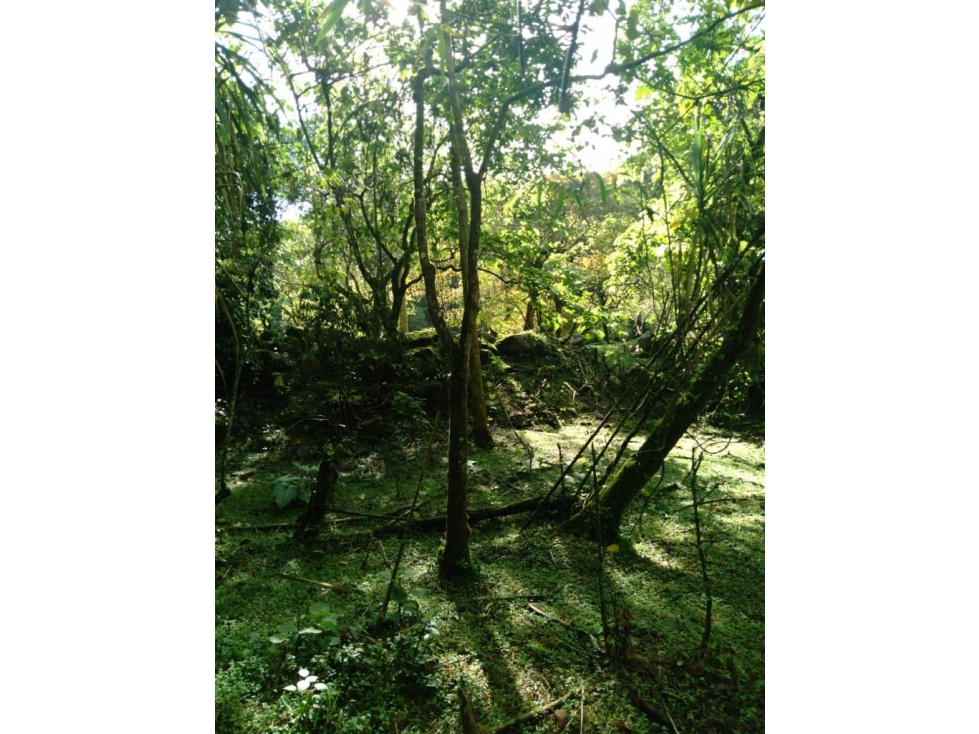 VENTA FINCA CALAMBEO iBAGUE - 6