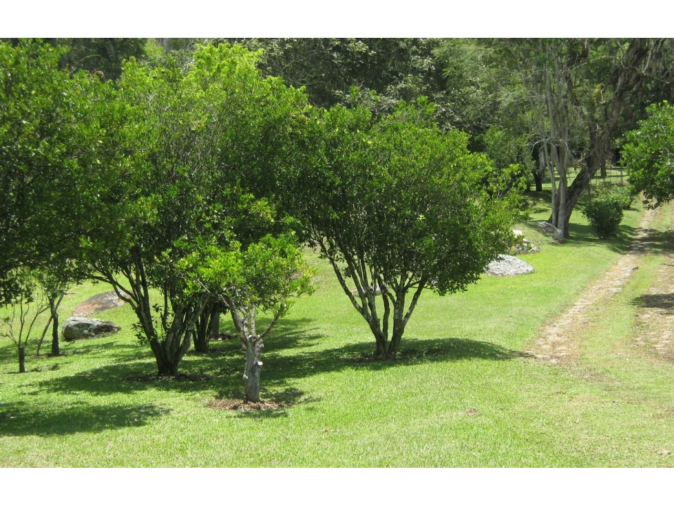 VENDO LOTE SILVANIA 2500M2 - 5
