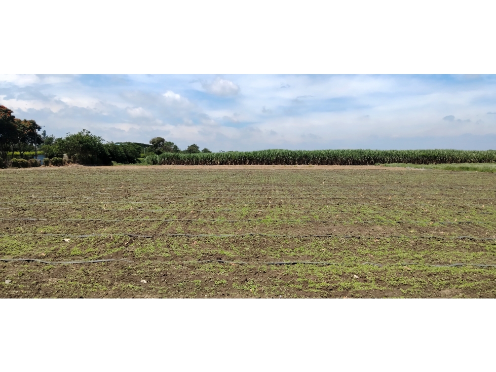 LOTE EN ROZO DE 85.000 M2 EN VENTA — foto 5