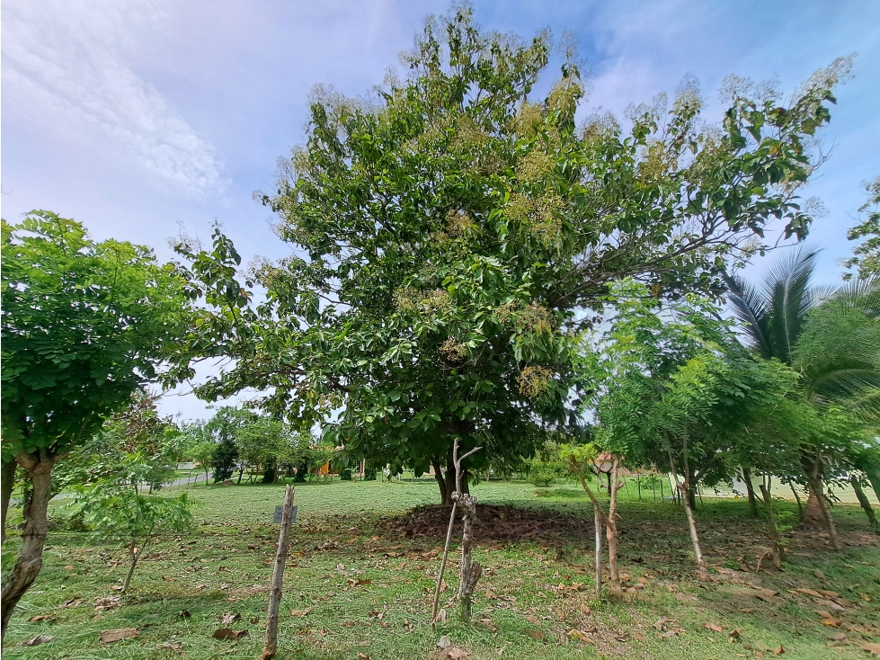 Villas Campestres - Lote - Excelente ubicación y árboles maduros! — foto 5