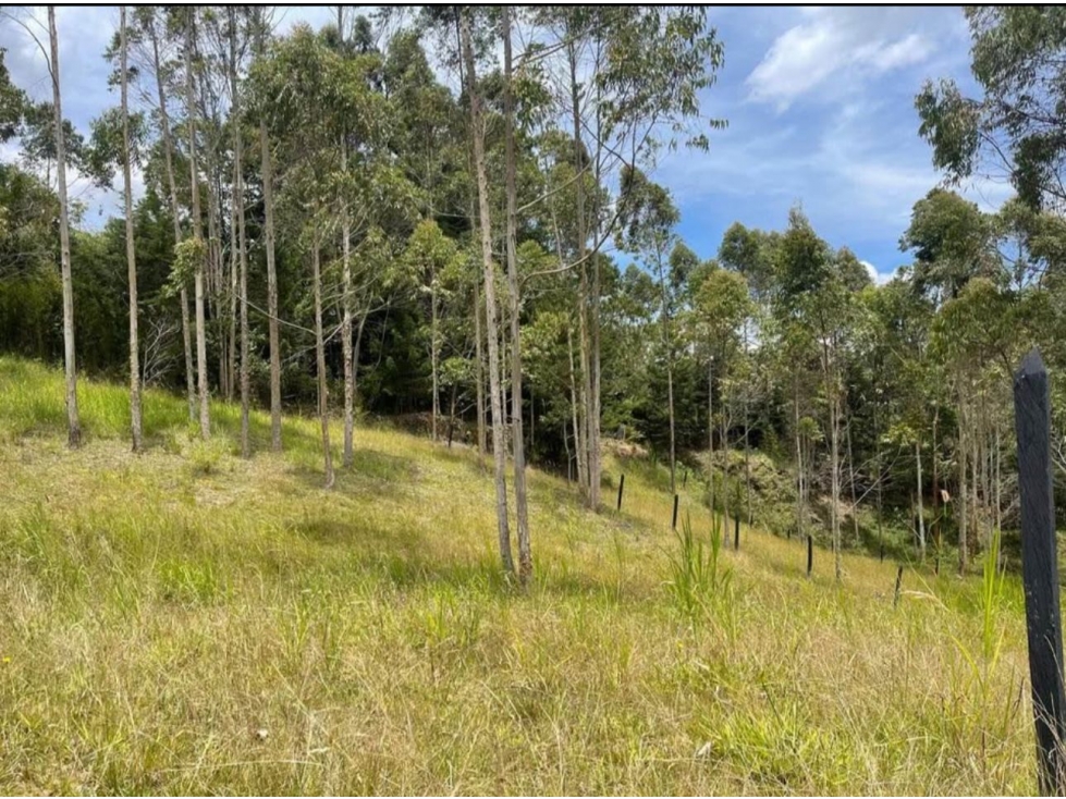 lote en venta en yolombal — foto 4