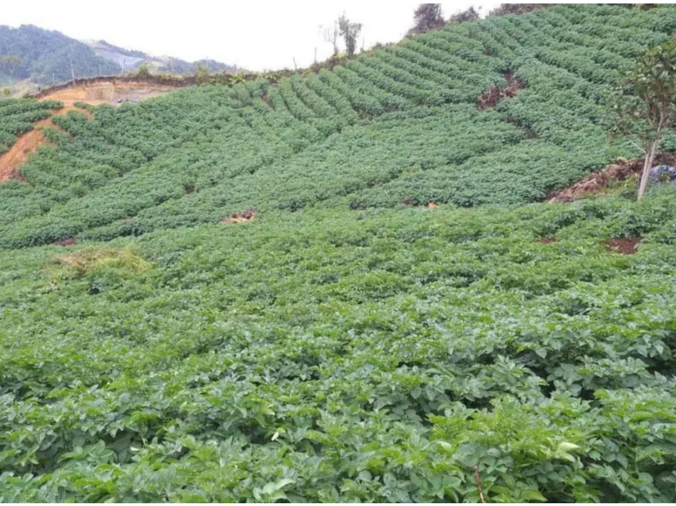 Espectacular y amplio lote en venta en El Carmen de Viboral — foto 5