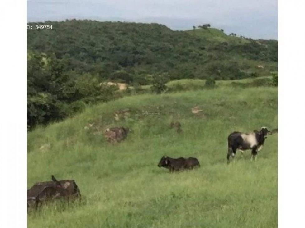 SE VENDE O ALQUILA FINCA EN LAS UVAS- SAN CARLOS