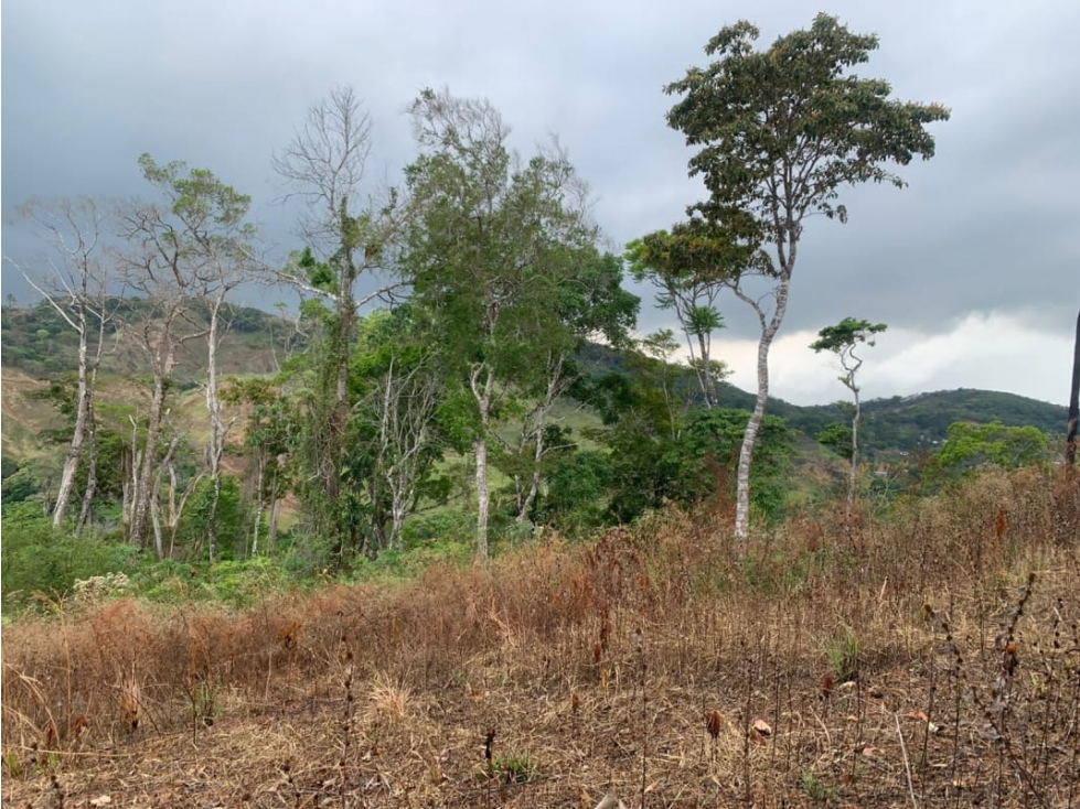 VENDO TERRENO DE 217 HECTAREA Cero azul - 4
