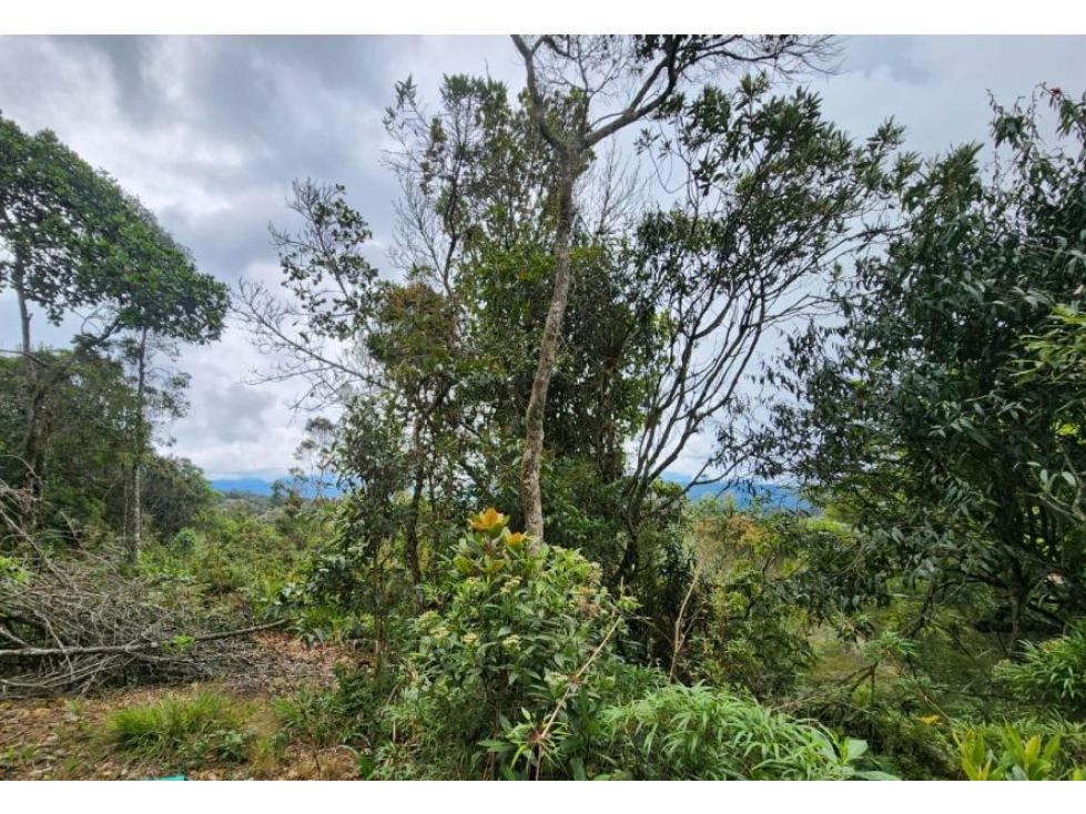 Vende Lote con bosque nativo matricula 100%- El Plan-Santa Elena — foto 2