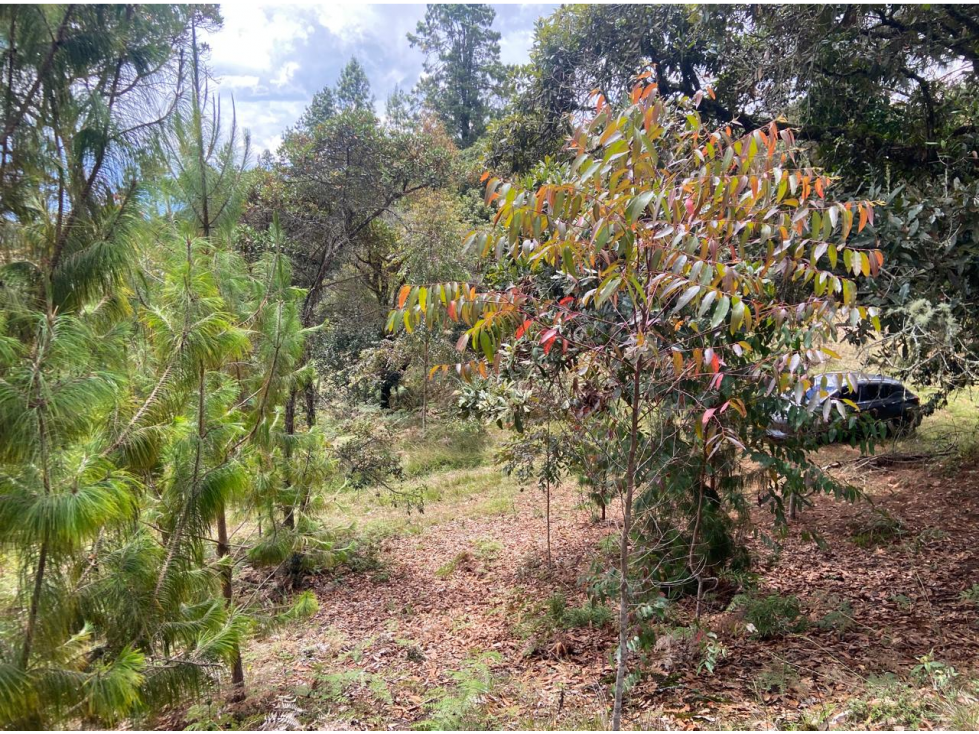 Lote con bosque nativo-matricula y licencia- El Plan -Sta Elena — foto 5