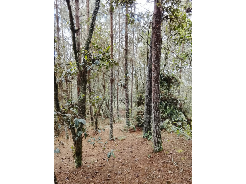 Vende Lote reservado con excelente acceso-La Palma-Santa elena — foto 2
