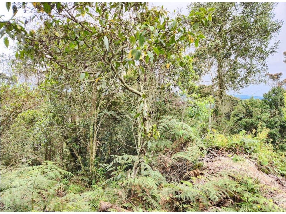 Vende Lote con bosque nativo matricula 100%- El Plan-Santa Elena — foto 3
