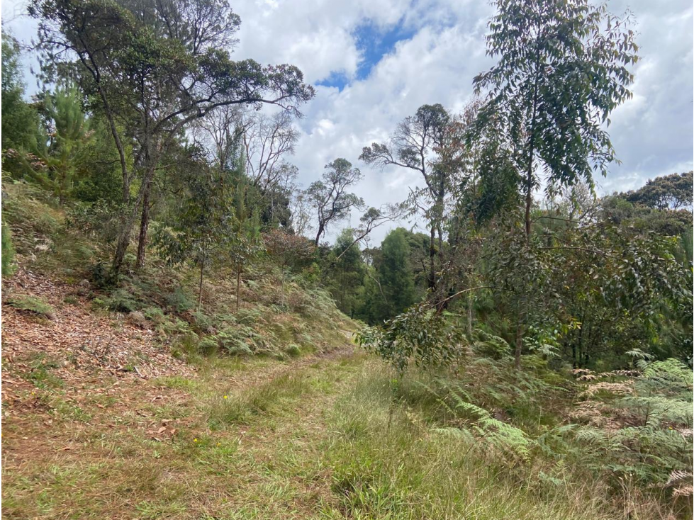 Lote con bosque nativo-matricula y licencia- El Plan -Sta Elena — foto 2