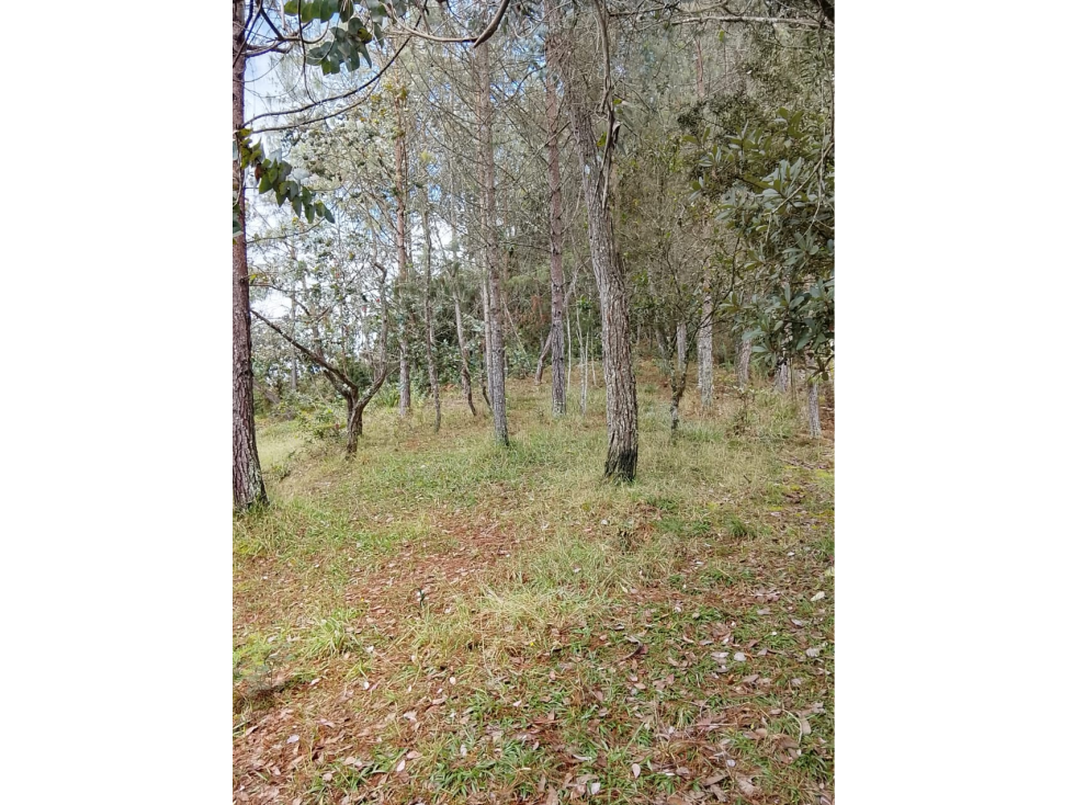 Vende Lote reservado con excelente acceso-La Palma-Santa elena — foto 3