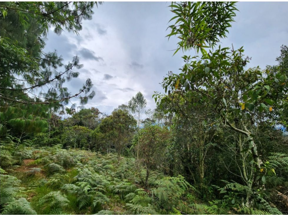 Vende Lote con bosque nativo matricula 100%- El Plan-Santa Elena — foto 4