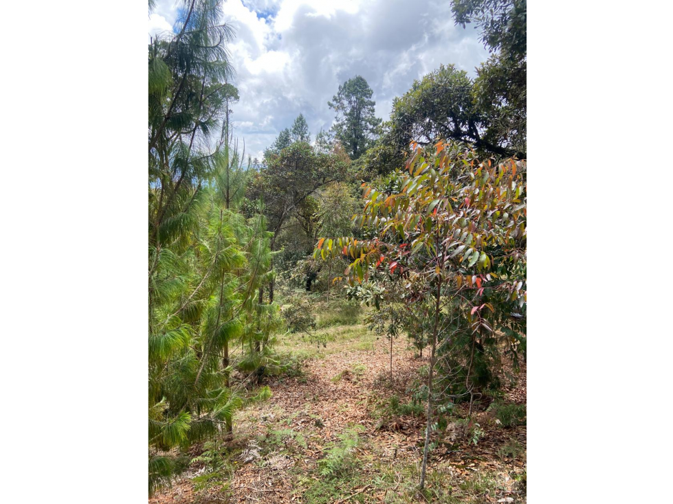Lote con bosque nativo-matricula y licencia- El Plan -Sta Elena — foto 6