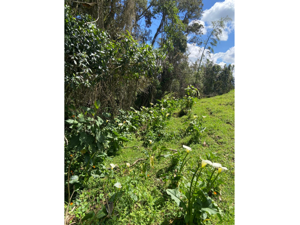 Lotes proindiviso con bosque y quebrada Perico-Santa Elena — foto 4