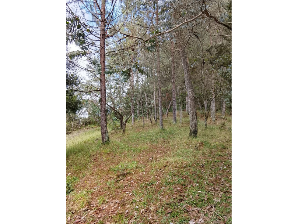 Vende Lote reservado con excelente acceso-La Palma-Santa elena — foto 4