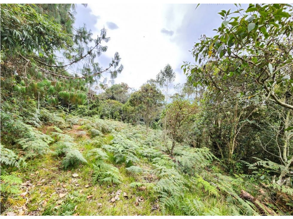 Vende Lote con bosque nativo matricula 100%- El Plan-Santa Elena — foto 5