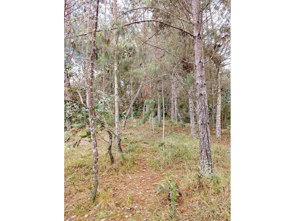 Vende Lote reservado con excelente acceso-La Palma-Santa elena — foto 5