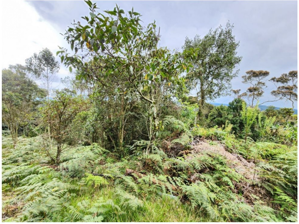 Vende Lote con bosque nativo matricula 100%- El Plan-Santa Elena — foto 6