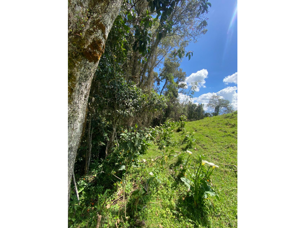 Lotes proindiviso con bosque y quebrada Perico-Santa Elena — foto 6