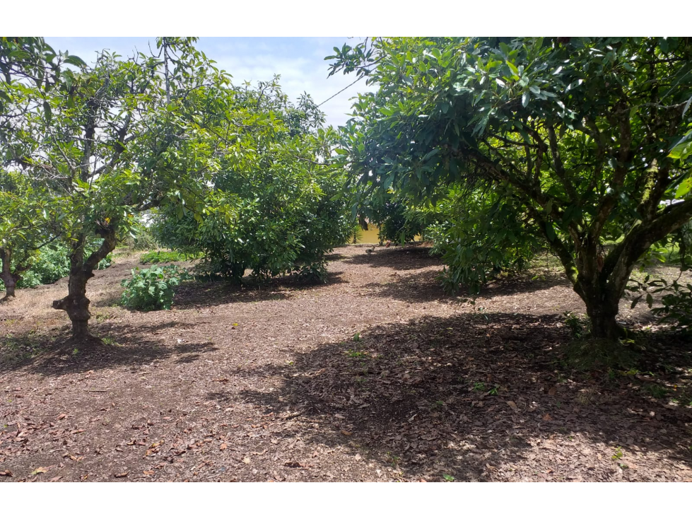 Finca Sub Urbana Vereda Alto del mercado-Marinilla - 4