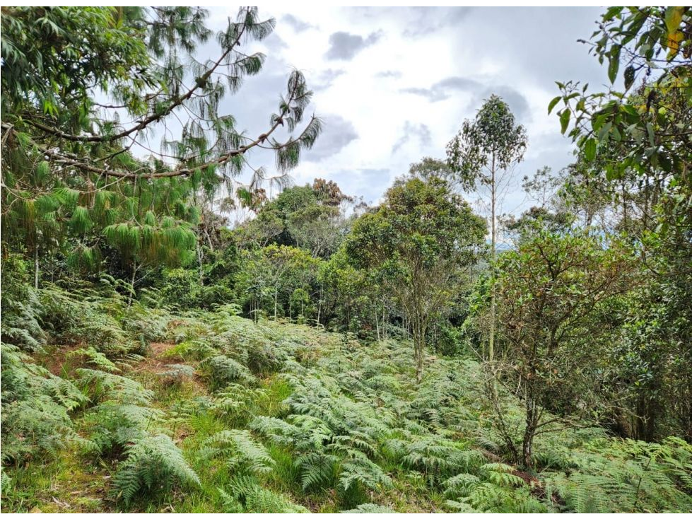 Vende Lote con bosque nativo matricula 100%- El Plan-Santa Elena