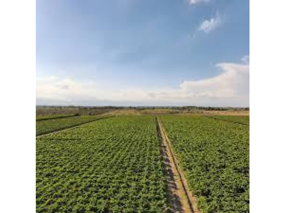 Finca en Venta en Jocolí, Lavalle - Mendoza - Oportunidad Rural 48 Hs - 2