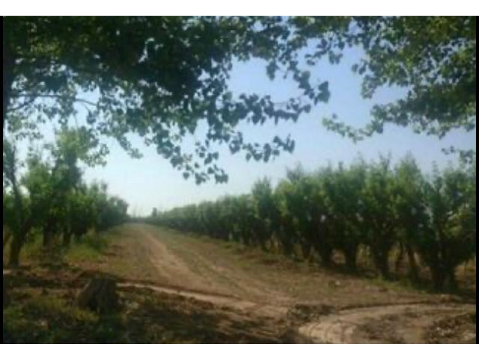 Finca en Venta en Jocolí, Lavalle - Mendoza - Oportunidad Rural 48 Hs - 3