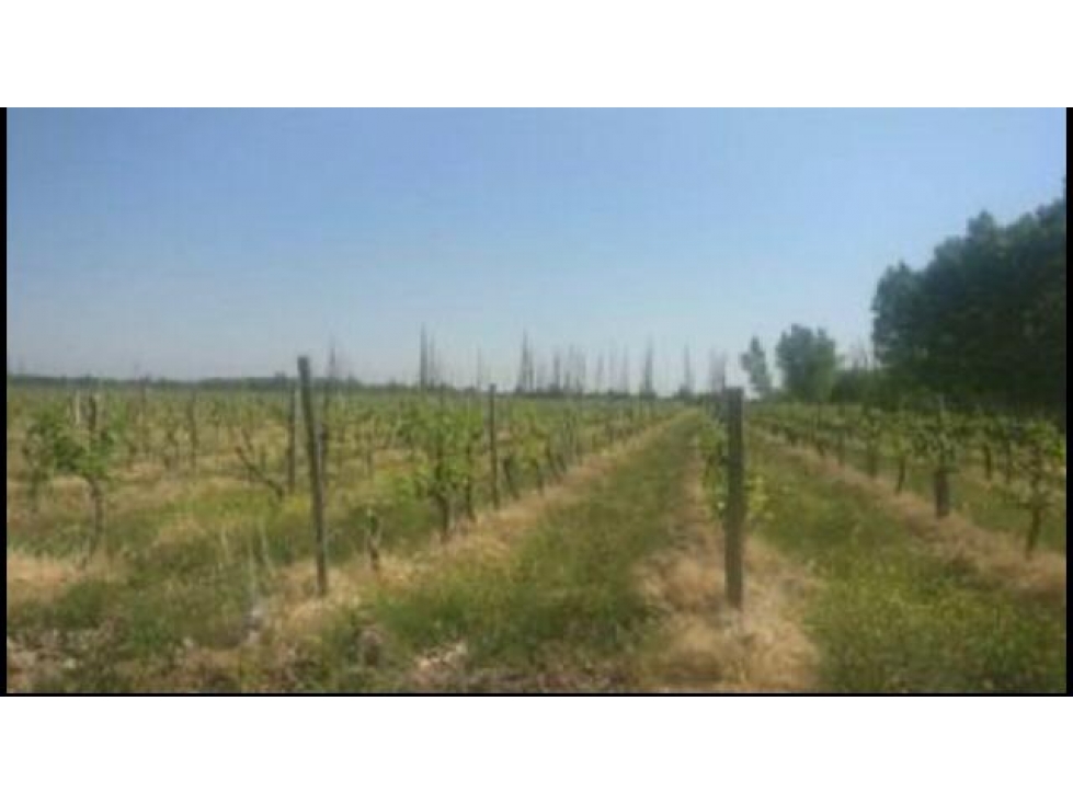 Finca en Venta en Jocolí, Lavalle - Mendoza - Oportunidad Rural 48 Hs - 4