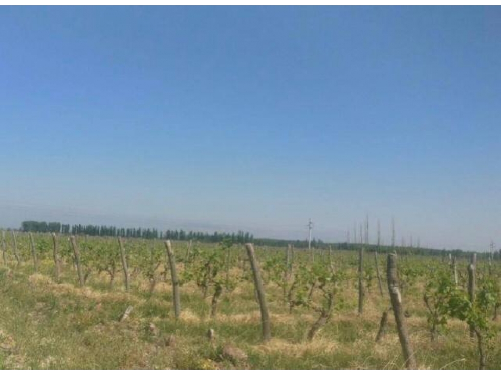 Finca en Venta en Jocolí, Lavalle - Mendoza - Oportunidad Rural 48 Hs - 5