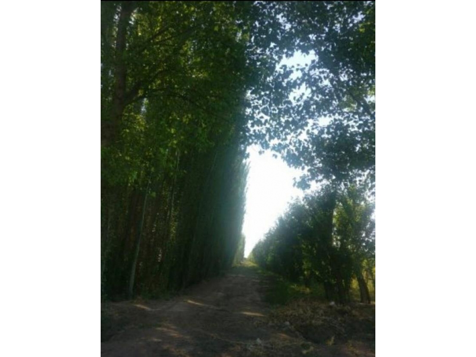 Finca en Venta en Jocolí, Lavalle - Mendoza - Oportunidad Rural 48 Hs - 6