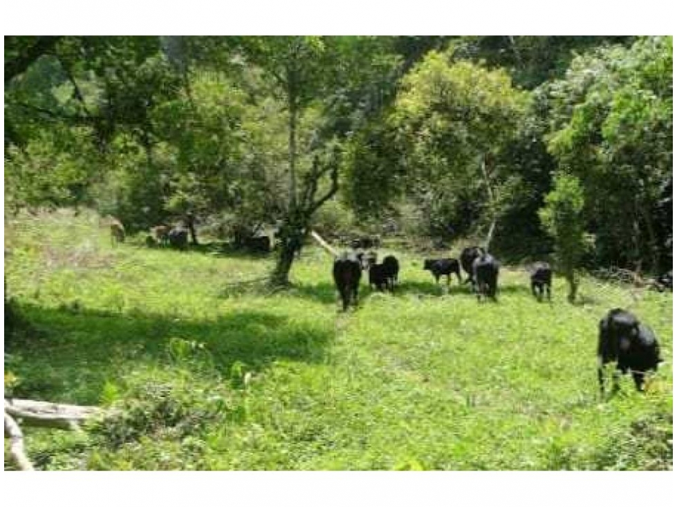 Finca en Venta, Frontino, Antioquia — foto 5