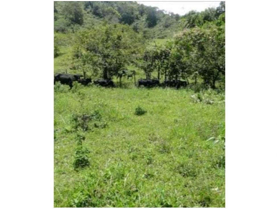Finca en Venta, Frontino, Antioquia — foto 6