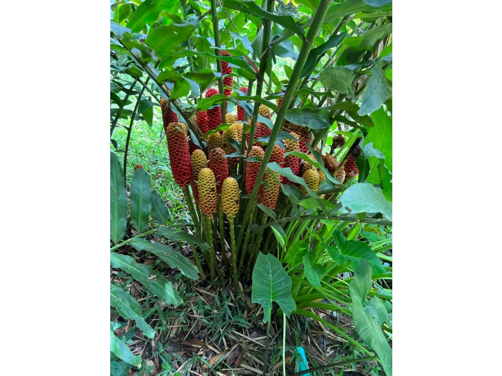 Venta de lote con abundante vegetación en Minca-Santa Marta — foto 2