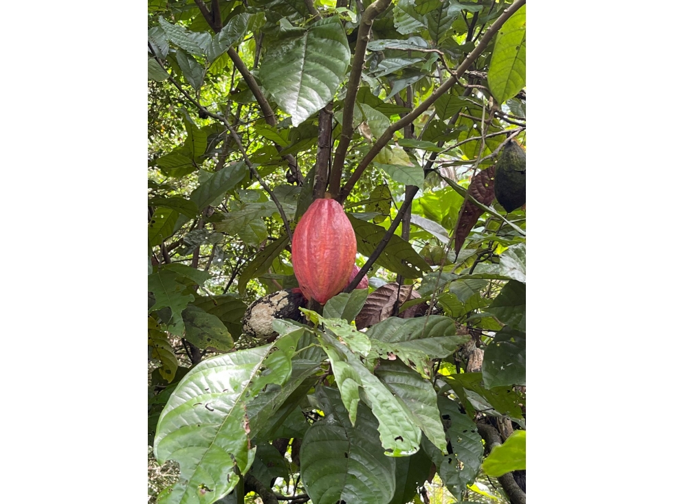 Venta finca Sierra Nevada via Ciudad Perdida — foto 2