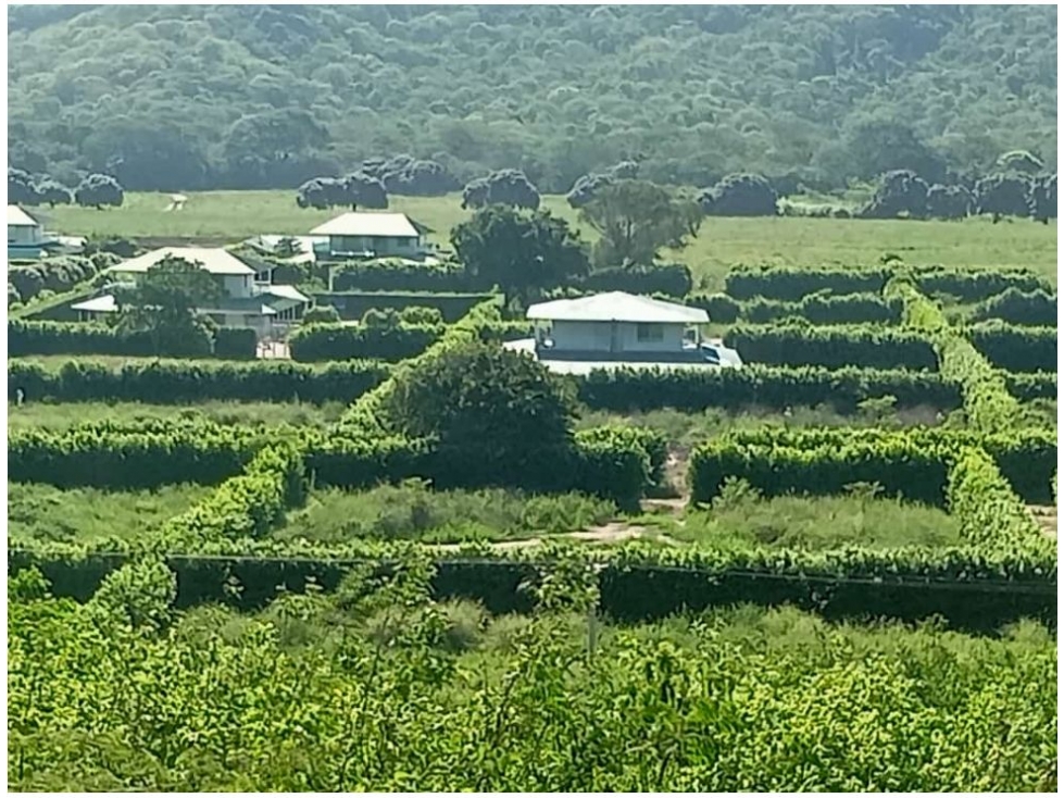 Oportunidad lote de terreno campestre sector Bahía Concha, Santa Marta — foto 3