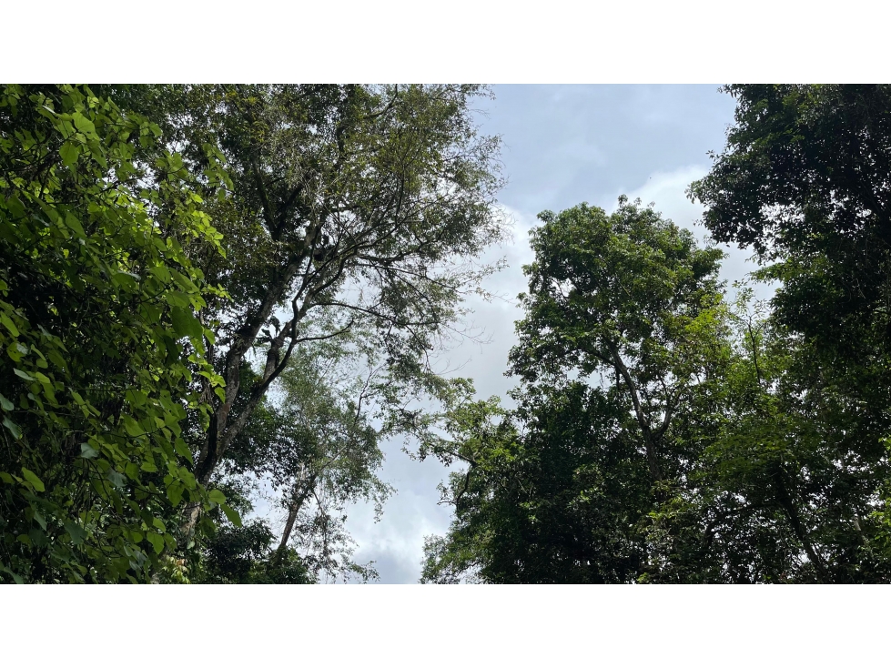 Venta finca Sierra Nevada via Ciudad Perdida — foto 5