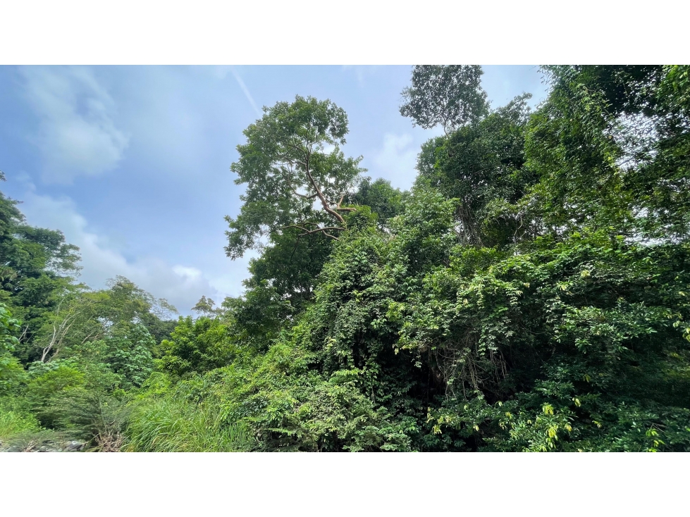 Venta finca Sierra Nevada via Ciudad Perdida — foto 6