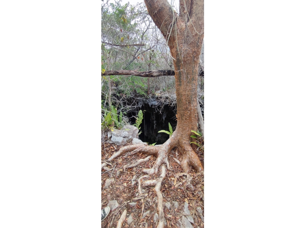 RANCHO 100 HECTAREAS CON CENOTE EN CHICHEN ITZA - 4