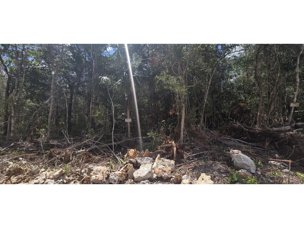 170 HECTAREAS TITULADAS EN PUERTO MORELOS - 5