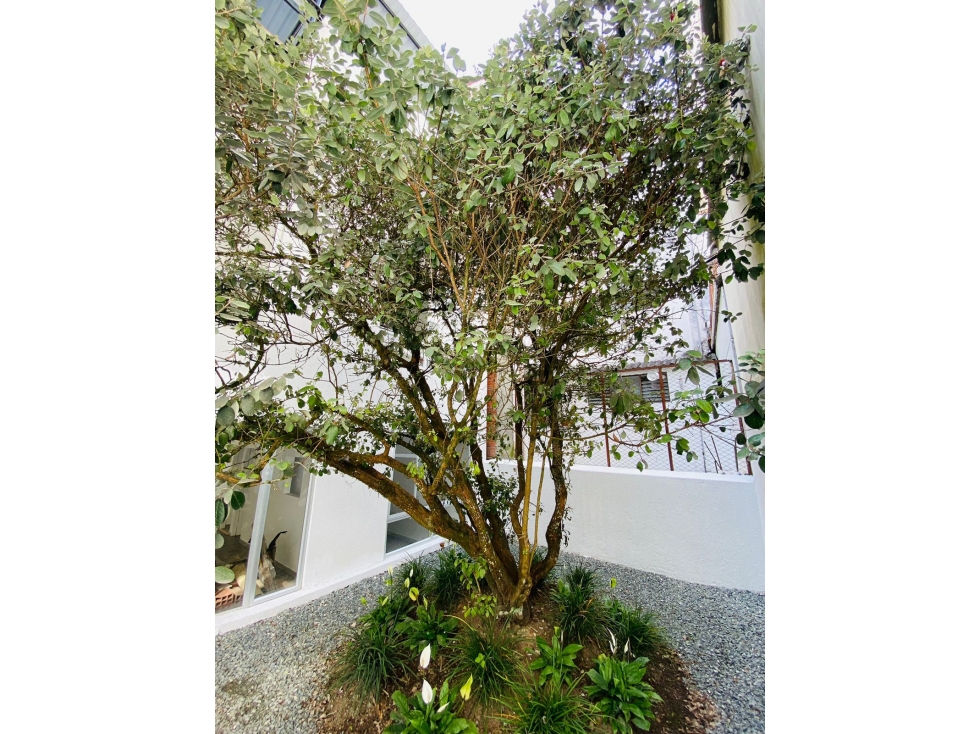 ARRIENDO LOCAL EN PALERMO, MANIZALES | ARRIENDOS EN MANIZALES — foto 5