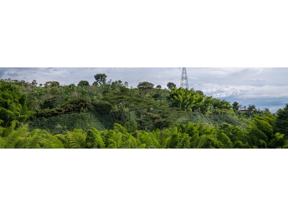 VENTA FINCA Km 41 MANIZALES 13 hectáreas | FINCA PRODUCTIVA - 2